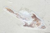 Enchodus With Coccodus Fossil Fish - Lebanon (Special Price) #70487-2